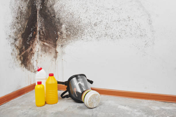 Best Office Mold Removal Services  in Ridgely, TN