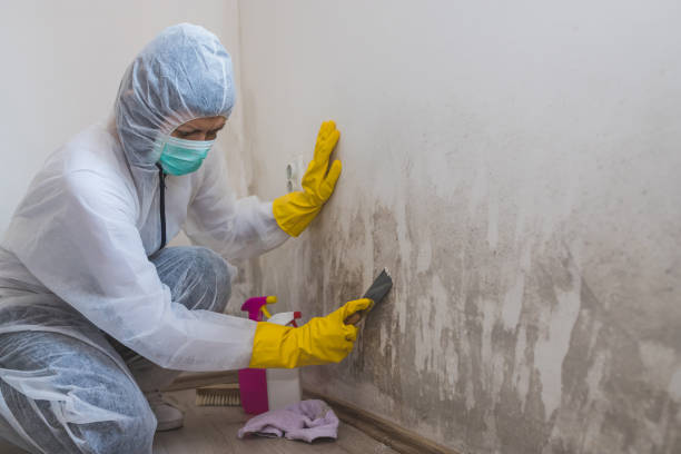 Best Residential Mold Removal  in Ridgely, TN