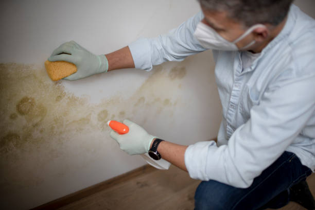 Best Fast Mold Removal  in Ridgely, TN