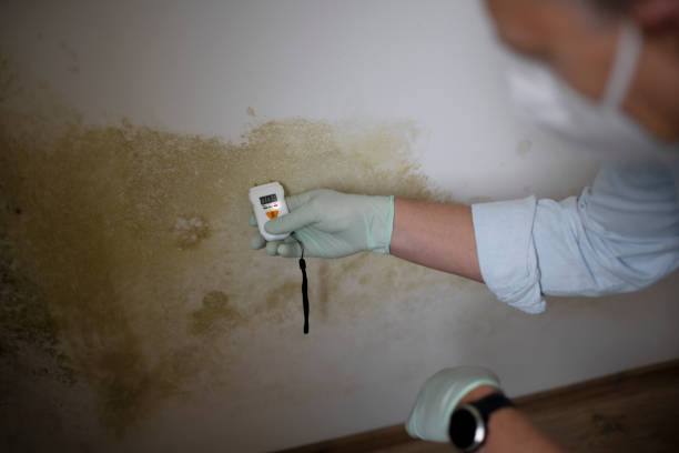 Best Crawl Space Mold Removal  in Ridgely, TN