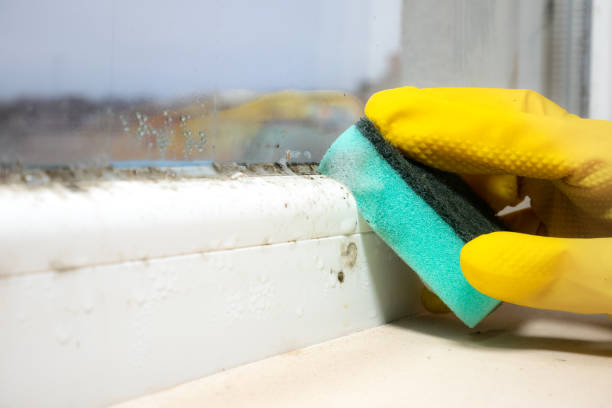 Mold Removal and Inspection in Ridgely, TN