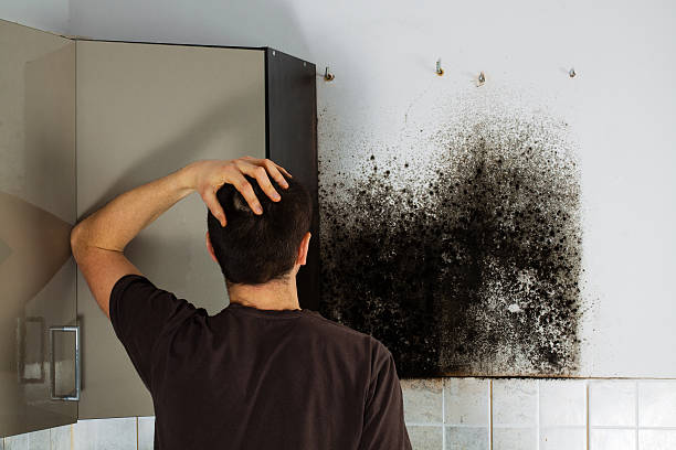 Professional Mold Removal in Ridgely, TN